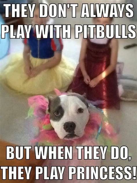 17 Best Images About Pit Bull Memes On Pinterest Toys