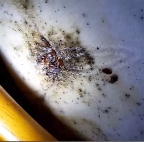 Grim Video Shows West London Home With Worst Bed Bug Infestation Ever