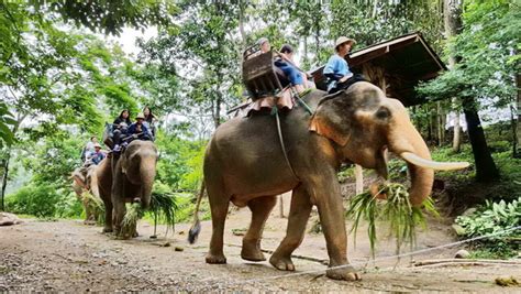 Under the new ownership of mrs.anchalee bunarat, the eldest daughter of mr.choochart, many changes have been made. Maesa Elephant Camp : Chiang Mai Elephant Camp