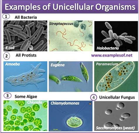 Examples Of Unicellular Organisms Unicellular Algae Unicellular Fungus
