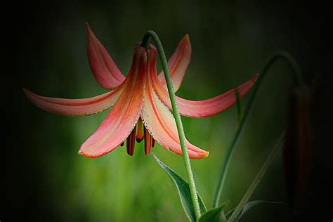 Densphotogallery Canada Lily