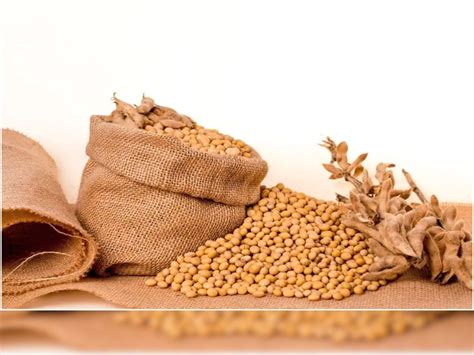 Does Soy Affect Mens Sexual Health Know What Experts Says क्या Soybeans खाना पुरुषों को पड़