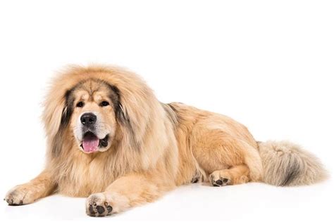 Himalayan Mastiff Dog Breed Information Images Characteristics Health