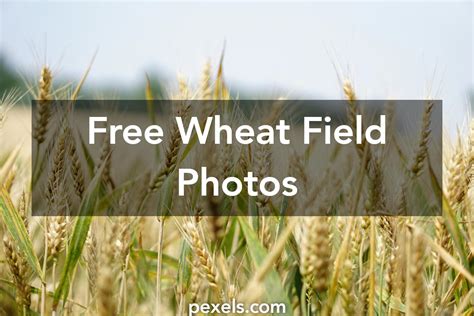 1000 Engaging Wheat Field Photos Pexels · Free Stock Photos