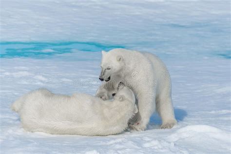 Two Young Wild Polar Bear Cubs Playing On Pack Ice In Arctic Sea Stock
