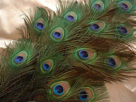 Buy Mor Pankh 50 Pc Morpankh Natural Peacock Feathers Natural