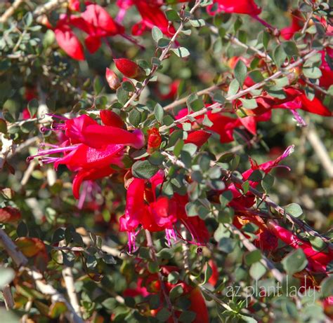 Red Blooms All Winter And Spring Ramblings From A Desert Garden