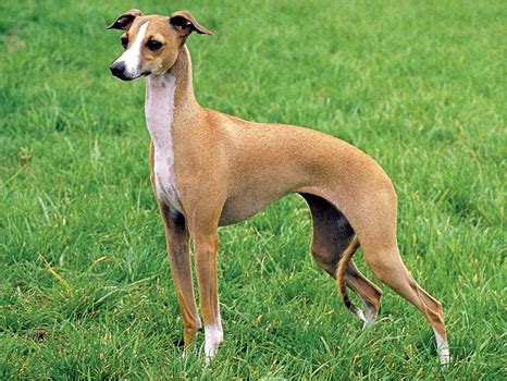 whats  difference   italian greyhound   whippet modern dog magazine