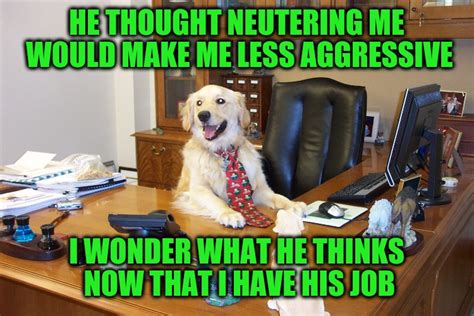 Dog Week Spay Or Neuter Your Best Executives To Keep Their Mind