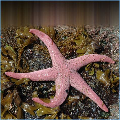 Pink Sea Star Or Giant Pisaster Brevispinus Petes Aquariums And Fish