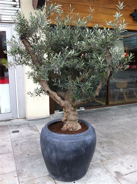 Olive Tree Planted In Ceramic Water Jar Oliventræ Plante Krukke