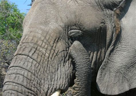 Namibia Desert Elephant Controversy Reignited After Trophy Hunter