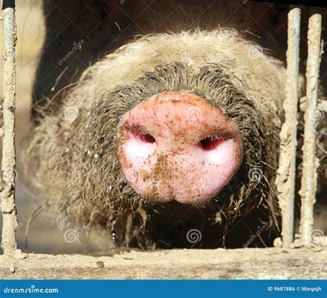 Pigs Snout In Sun Stock Photo Image Of H1n1 Grunt Muddy 9687886