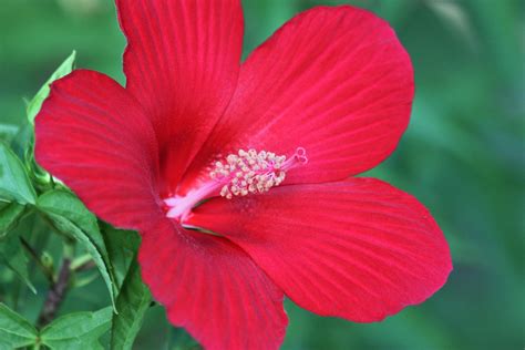 Blooming Red Hibiscus Free Stock Photo Public Domain Pictures