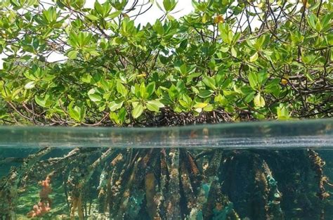 Projet Mangroves Dans La Région Boeny Sauvetage De Tout Un écosystème