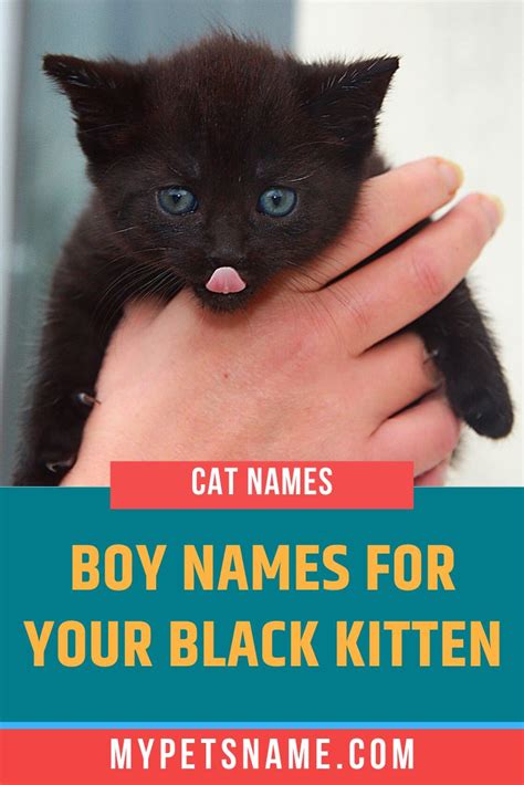 Boy Black Cat Names Boy Cat Names Black Cat Names Funny Cat Names