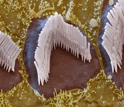 Cochlea Outer Hair Cell Sem Photograph By Oliver Meckes Eye Of