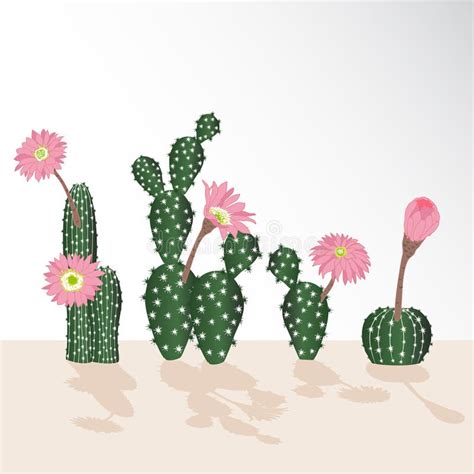Pink Flowers Of Cactus Collection Stock Illustration Illustration Of