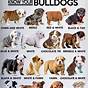 English Bulldog Color Chart