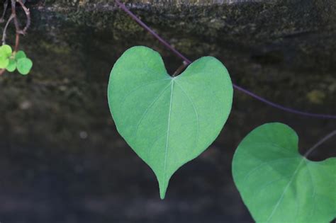 Premium Photo Heart Shaped Leaves On Tree In The Garden
