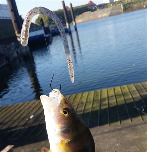 Mit Neko Rig Und Gummiwurm Auf Barsch And Konsorten Barsch Alarm Das