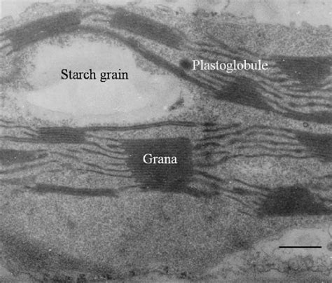 Chloroplast Ultrastructure Of Leaf Parenchyma Cells Of Stevia