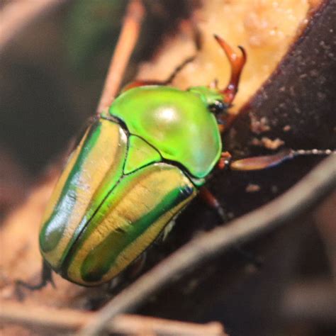 Green Striped Flower Beetle