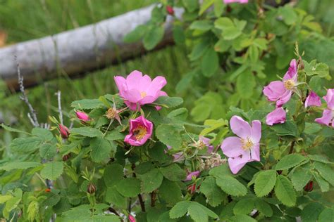 Wild Rose Bushes Looks Just Like What Grandma Had In Her Garden
