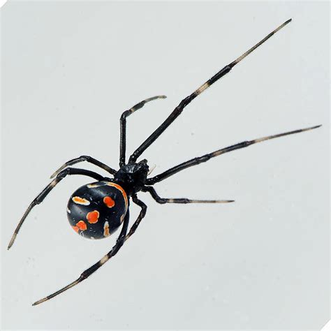 Juvenile Black Widow Spider Female Photo Mark Dreiling Photos At