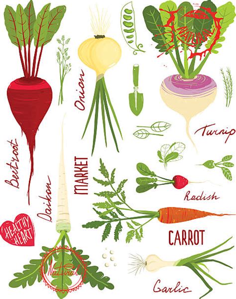 Royalty Free Root Vegetable Clip Art Vector Images And Illustrations