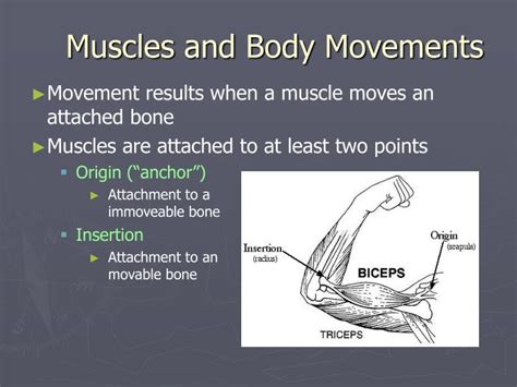 Ppt Muscles And Body Movements Powerpoint Presentation Free Download