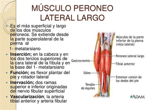 Músculos De La Pierna