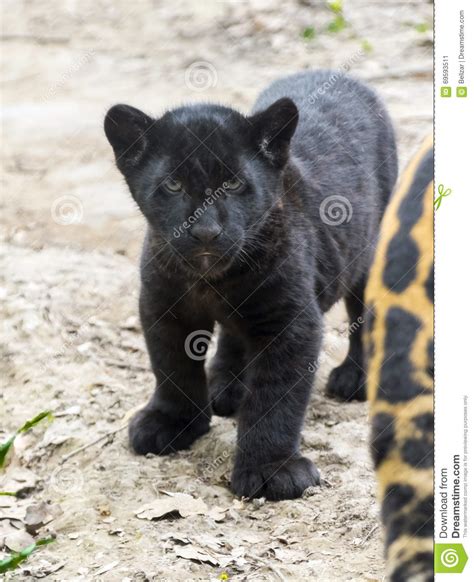 Black Jaguar Cub Stock Image Image Of Carnivore Mammal 69593511