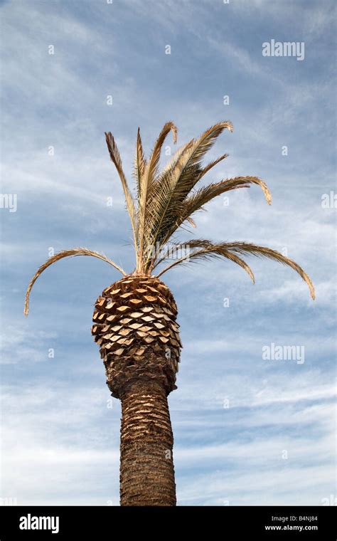 Dying Palm Trees Hi Res Stock Photography And Images Alamy