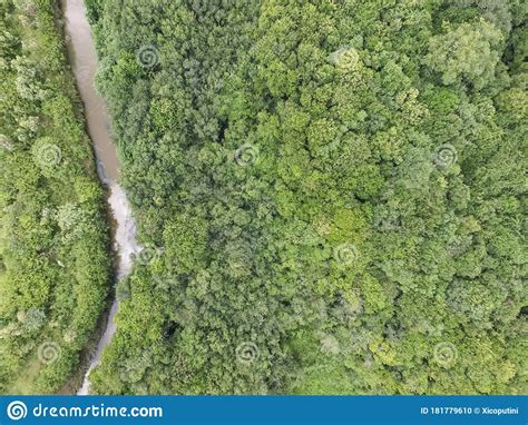 Top View Of Tropical Forest With Green Trees And Stream In Southern