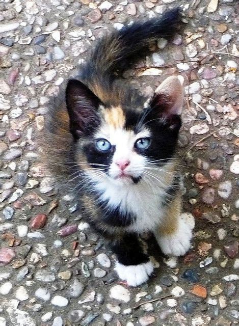 123 Best Calico Kittens Images On Pinterest Cute Kittens
