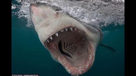 Largest Shark Teeth By Species Bonus Youtube