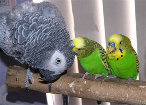 Pin By Genoveva Mendoza De García On Bird Buddies Parrot Budgies