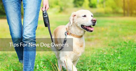 6 Must Know Tips For New Dog Owners