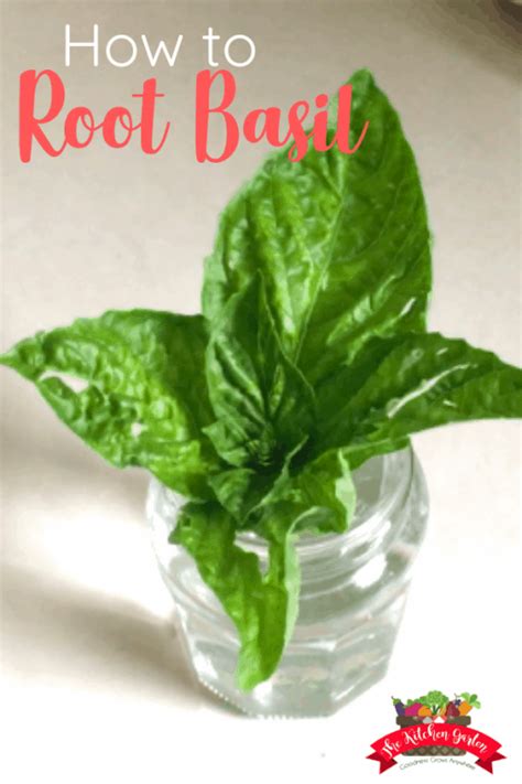 How To Root Basil From Cuttings The Kitchen Garten