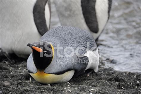 King Penguin Lying Down Stock Photos