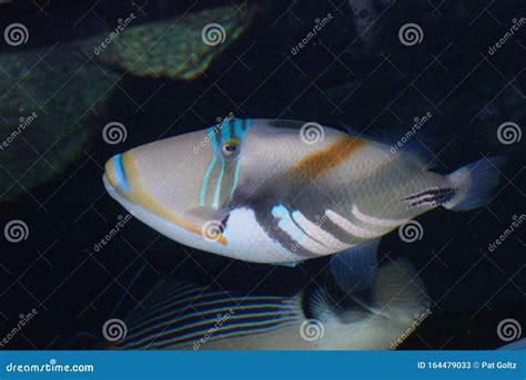 Humuhumunukunukuapua A Reef Triggerfish Stock Image Image Of Fish