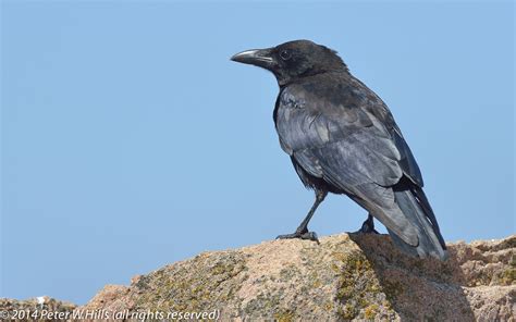 raven northern corvus corax guernsey world bird photos