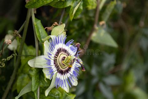 Close Up Beautiful Blooming Flower Blue Passion Flower Vine Stock