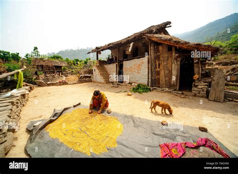 Indian Woman With Grains Near His House On A Remote Village In Kumaon