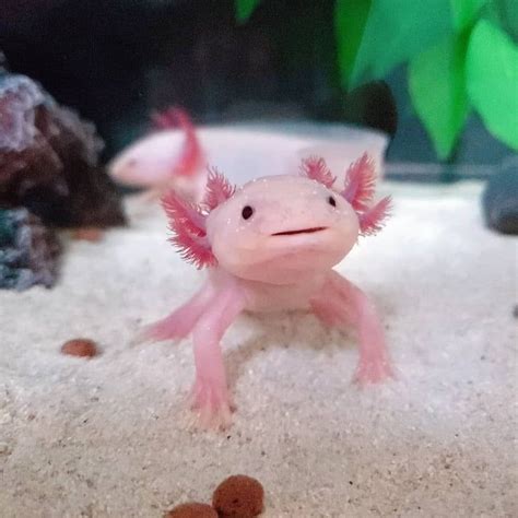 An Axolotl A Super Cute And Ruthless Carnivore Awesome Pretty