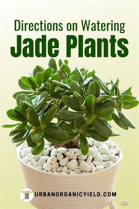 Daily water consumption in a small garden (liters). How Much Water Does a Jade Plant Need When Growing Indoors ...