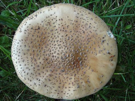 Illinois Edibles Mushroom Hunting And Identification Shroomery