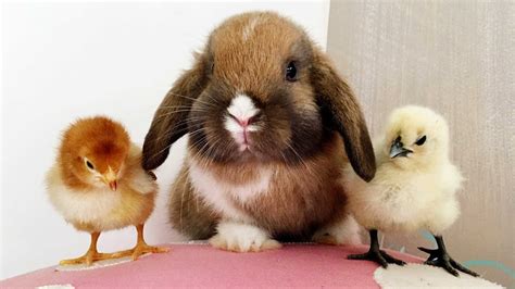 Bunny And Chick Are Best Of Friends Youtube