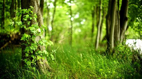 Green Woods Nature Photography Wallpaper Preview